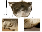 Об особенностях внутреннего строения Eomarginifera lobata (Sowerby)