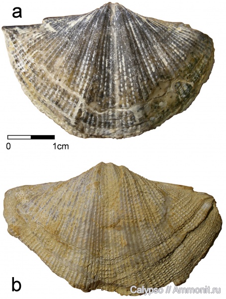 Spiriferida, Tegulispirifer tegulatus, Tegulispirifer, Trigonotretidae