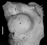 Terrakea hemisphaeroidalis (Netschajew, 1894) из зоны глубокого неритового моря с ультрагалинным режимом (фации первичных доломитов).