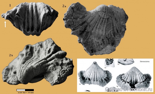 Stenoscisma gjelis, Stenoscisma, Rhynchonellida, Stenoscismatidae