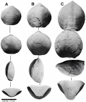 Camarophorina antisella (Broili, 1916)