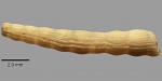 Nodosaria zippei Reuss, 1845