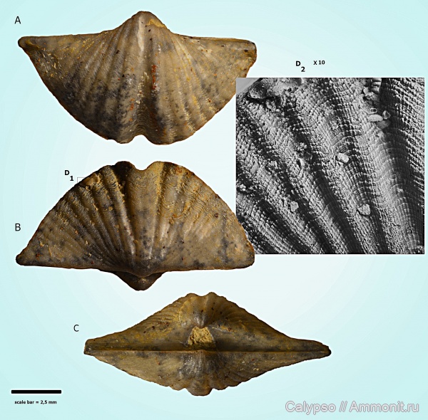 Spiriferida, Eleutherokomma, Mucrospiriferidae, Delthyridina, Delthyrioidea, Mucrospiriferinae, Eleutherokomma novosibiricus