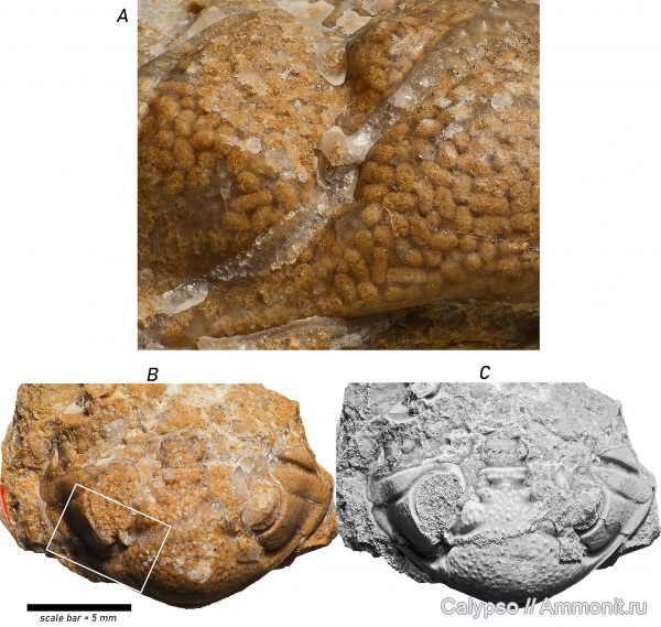 копролиты, Estoniops, Phacopida, Pterygometopidae, Phacopina, Estoniops exilis, Coprulus
