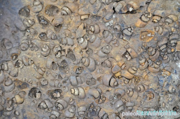 брюхоногие моллюски