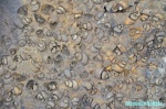 Ядра раковин брюхоногих моллюсков. Манырак. Южное Призайсанье