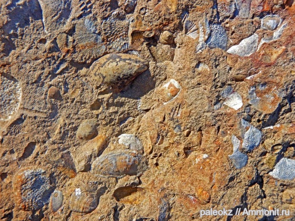 брахиоподы, карбон, брюхоногие моллюски, Казахстан