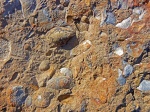 Брахиоподы и брюхоногие моллюски. Ранний карбон. Западный берег озера Балхаш