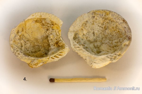двустворчатые моллюски, Glycymeris pilosus