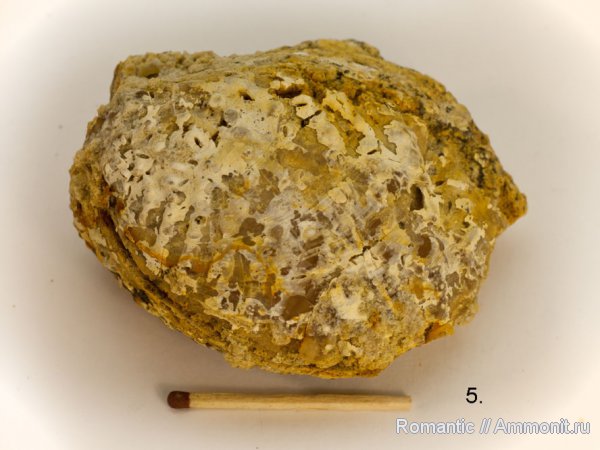двустворчатые моллюски, Trigonia, quadratotrigonia nodosa