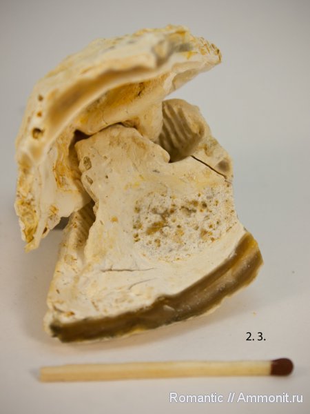 двустворчатые моллюски, Trigonia, расщеплённозубый замок
