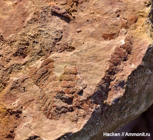 трилобиты, ордовик