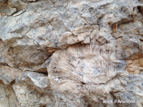 окаменелости, брахиоподы, моллюски, Fossils