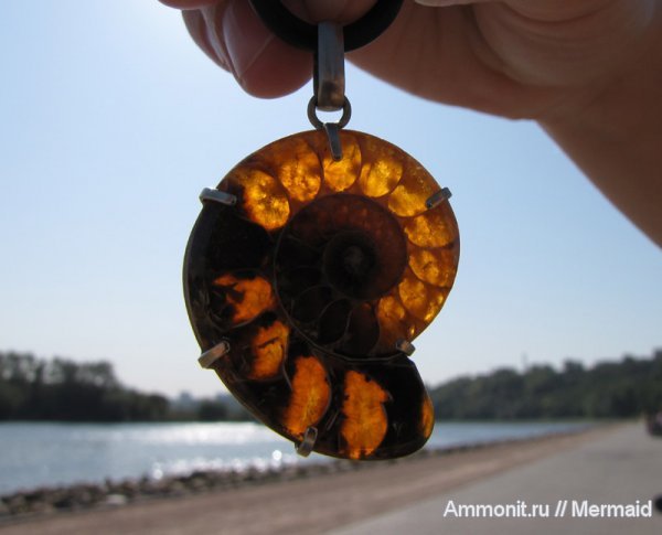 аммониты, Мадагаскар, Ammonites