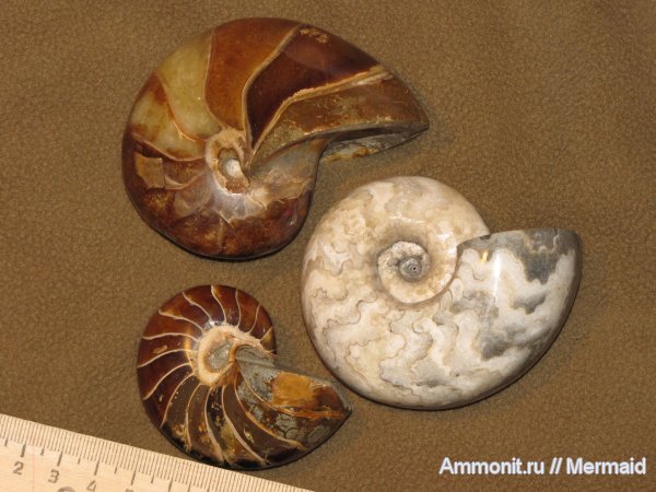 аммониты, наутилусы, Cymatoceras, Ammonites, Vascoceras