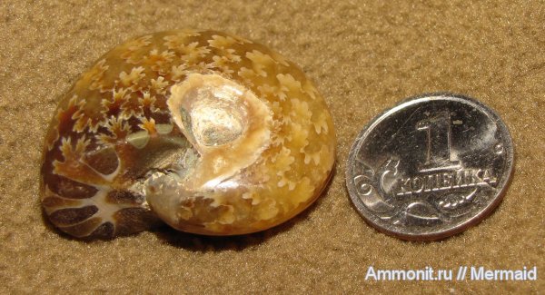 аммониты, Мадагаскар, Cleoniceras, Ammonites