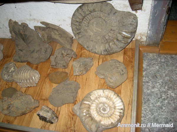 аммониты, кораллы, губки, музеи, Мышкин, Ammonites