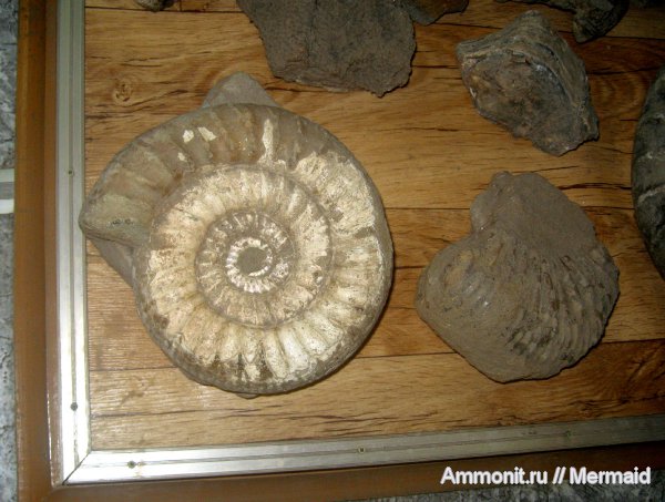 аммониты, музеи, Мышкин, Ammonites