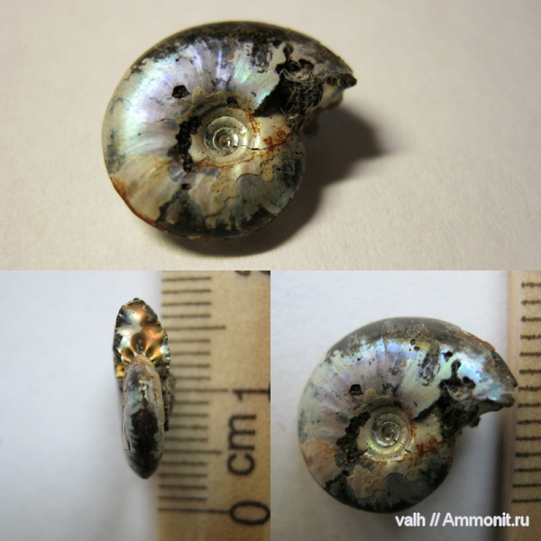 аммониты, Garniericeras catenulatum, Ammonites