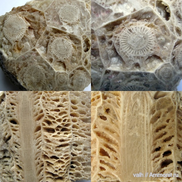 кораллы, нижний карбон, Actinocyathus, Rugosa, серпуховский ярус, Actinocyathus sarytschevae, тарусский горизонт
