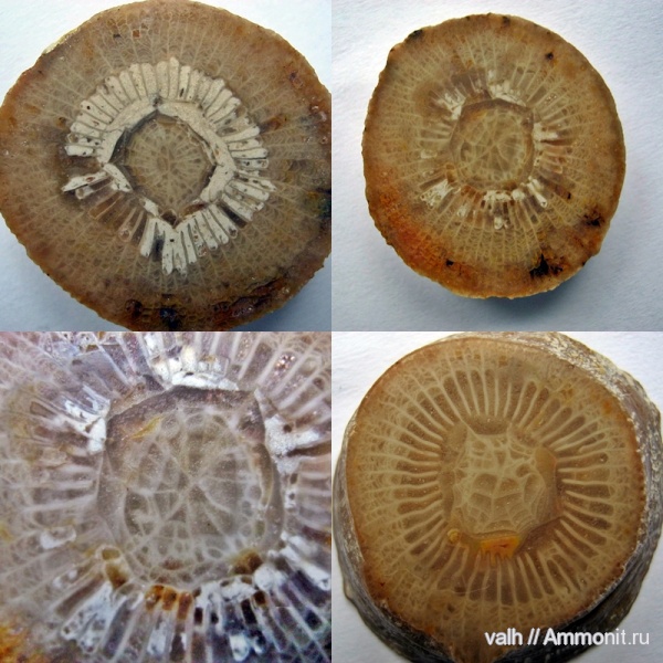 кораллы, нижний карбон, стешевский горизонт, Rugosa, Заборье, Dibunophyllum, Dibunophyllum bipartitum