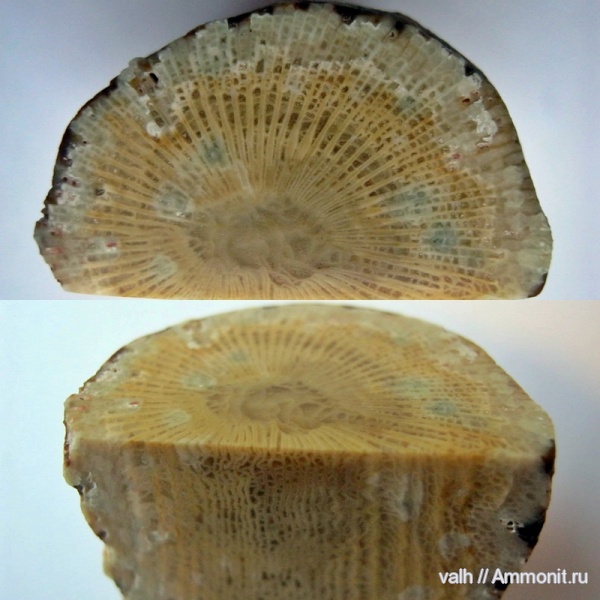кораллы, нижний карбон, Rugosa, Palaeosmilia, Palaeosmilia murchisoni
