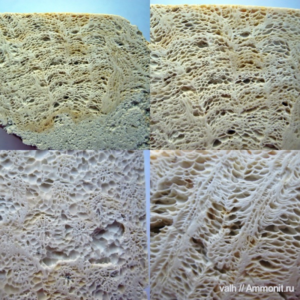 кораллы, средний карбон, Rugosa, Ivanovia, Ivanovia podolskiensis, cystiphora