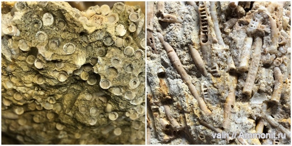 Diphyphyllum, diphyphyllum simplex