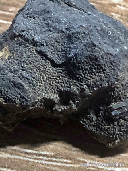 Tabulata, multisolenia, multisolenia tortuosa