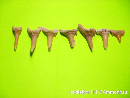 зубы акул, shark teeth