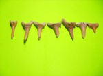 подборка зубов акулы
