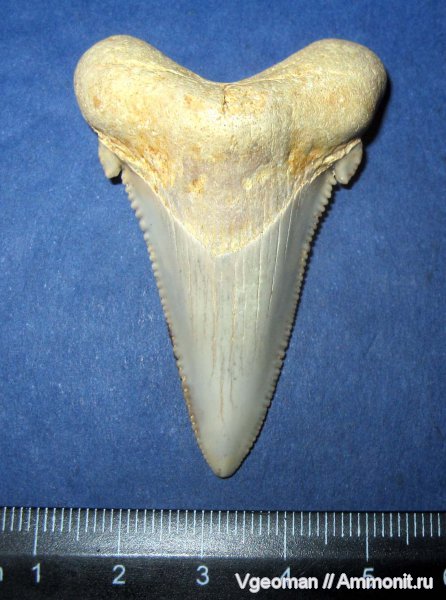 зубы акул, Carcharocles, Рыбальский карьер, мандрыковские слои, верхний эоцен, Upper Eocene, shark teeth