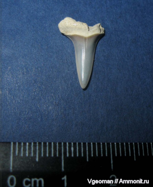 зубы акул, Рыбальский карьер, мандрыковские слои, верхний эоцен, Upper Eocene, shark teeth