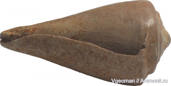 Conus, Eocene, barton