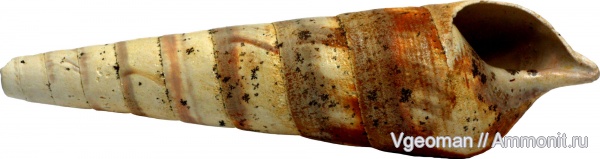 Eocene, barton, Faunus