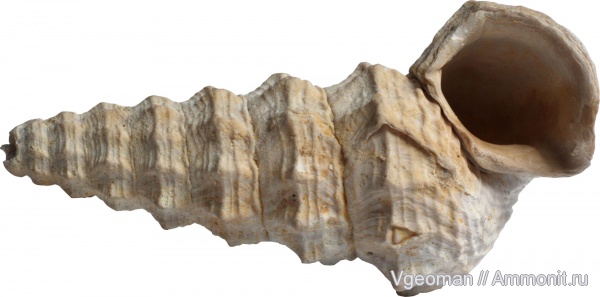 Potamides, Eocene, Paris basin, barton