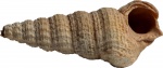 Potamides turritellatus (Lamarck) 1