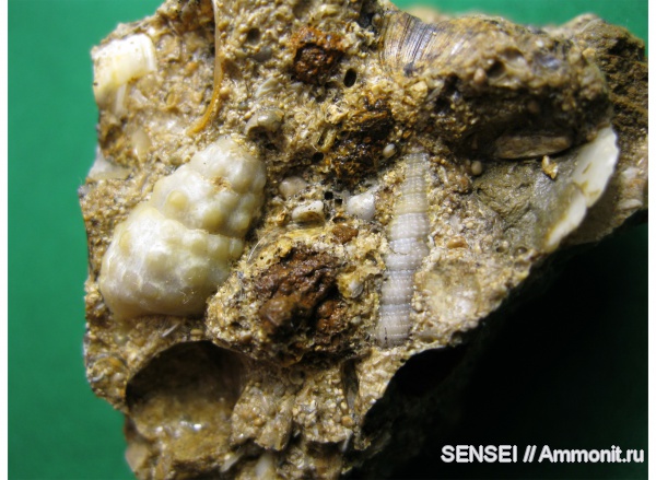 брюхоногие моллюски, Краснодарский край, Cerithiidae, Cerithium cattleyae