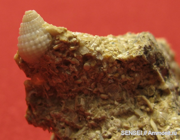 неоген, брюхоногие моллюски, Краснодарский край, Nassariidae