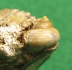 Миниатюрная Troсhidae.Monodonta.