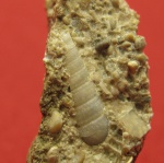 Potamididae sp.