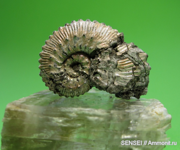 аммониты, Kosmoceras, Ammonites