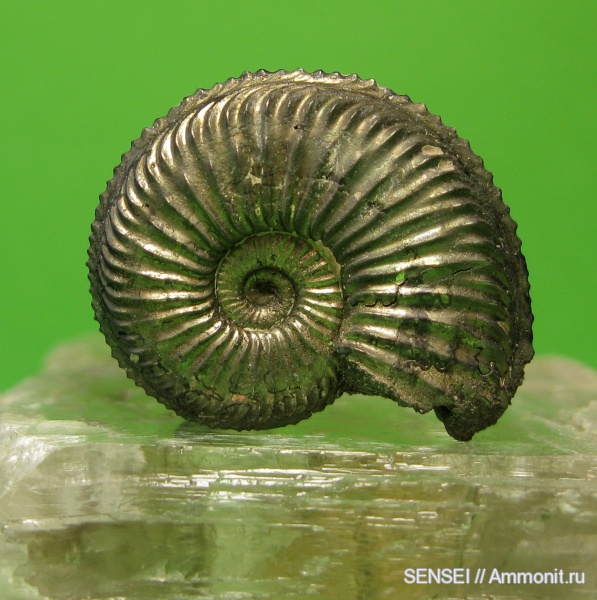 аммониты, Amoeboceras, Amoeboceras alternoides, Ammonites