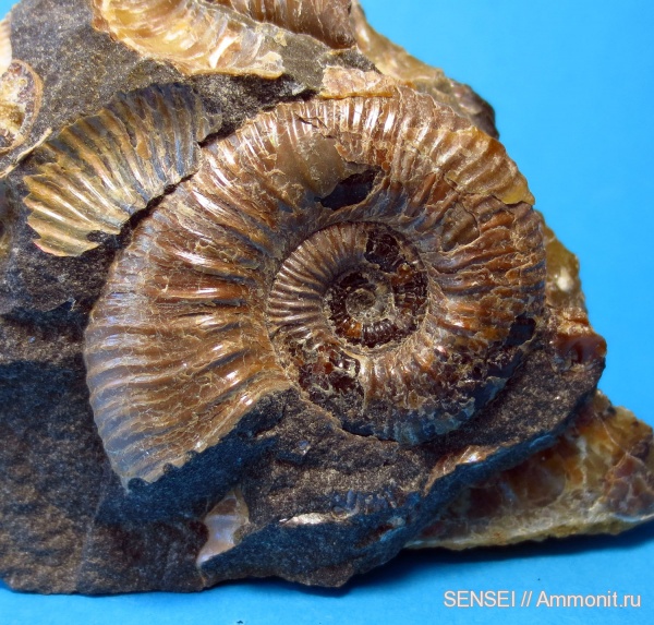 моллюски, мел, апт, р. Пшеха, Aptian, Cretaceous