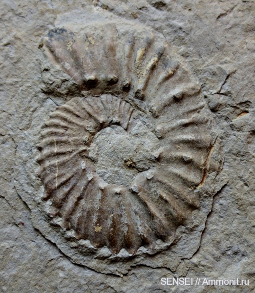аммониты, мел, берриас, Ammonites, Neocosmoceras, Neocosmoceras euthymi, Berriasian, Cretaceous