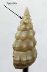 Spirorbis на раковине Cerithium orientale.