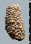 Фрагмент трубки Pectinariopsis.