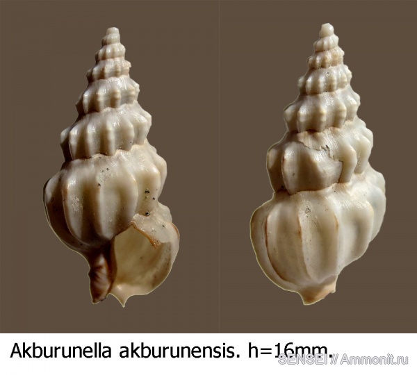 гастроподы, сармат гастроподы, сармат