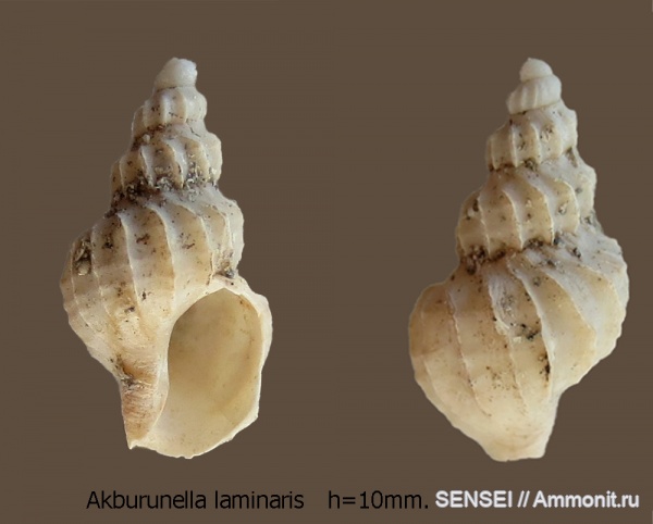 сармат, Akburunella, Akburunella laminaris