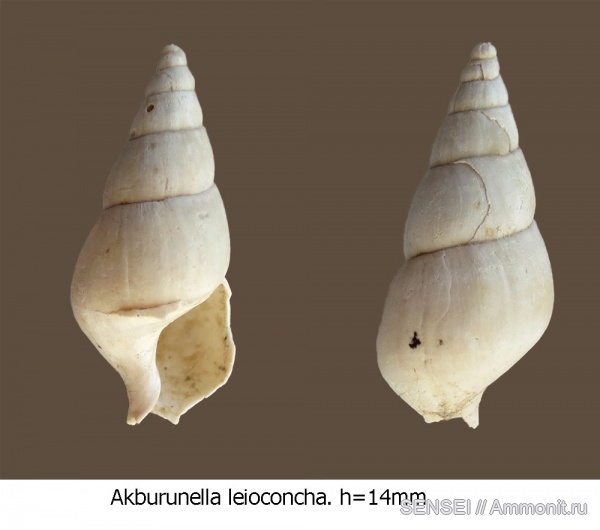 сармат, Akburunella